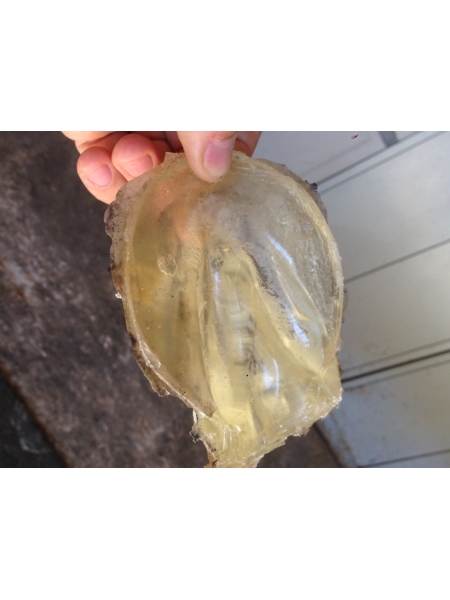 Клей для копыт Equimix HOOF PAD