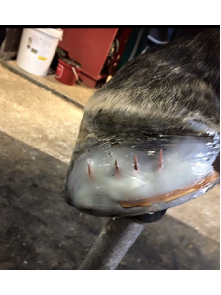 Клей для копыт Equimix Ultra Fast Hoof Bond & Repair