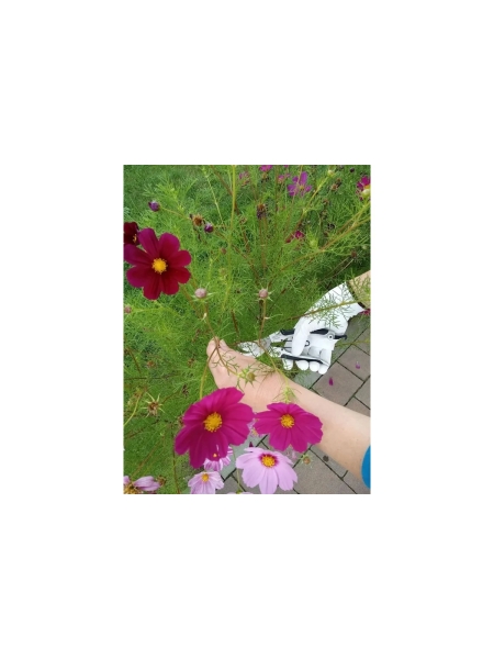 Универсальный секатор 200 мм YATO YT-8790